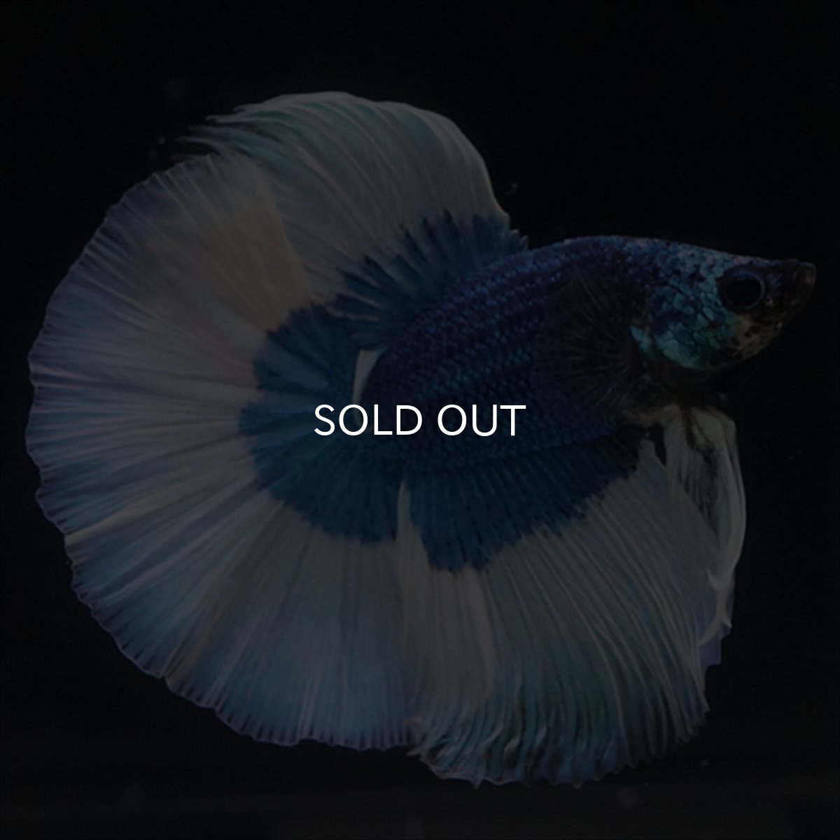 画像16: HM　ブルーバタフライ (16)