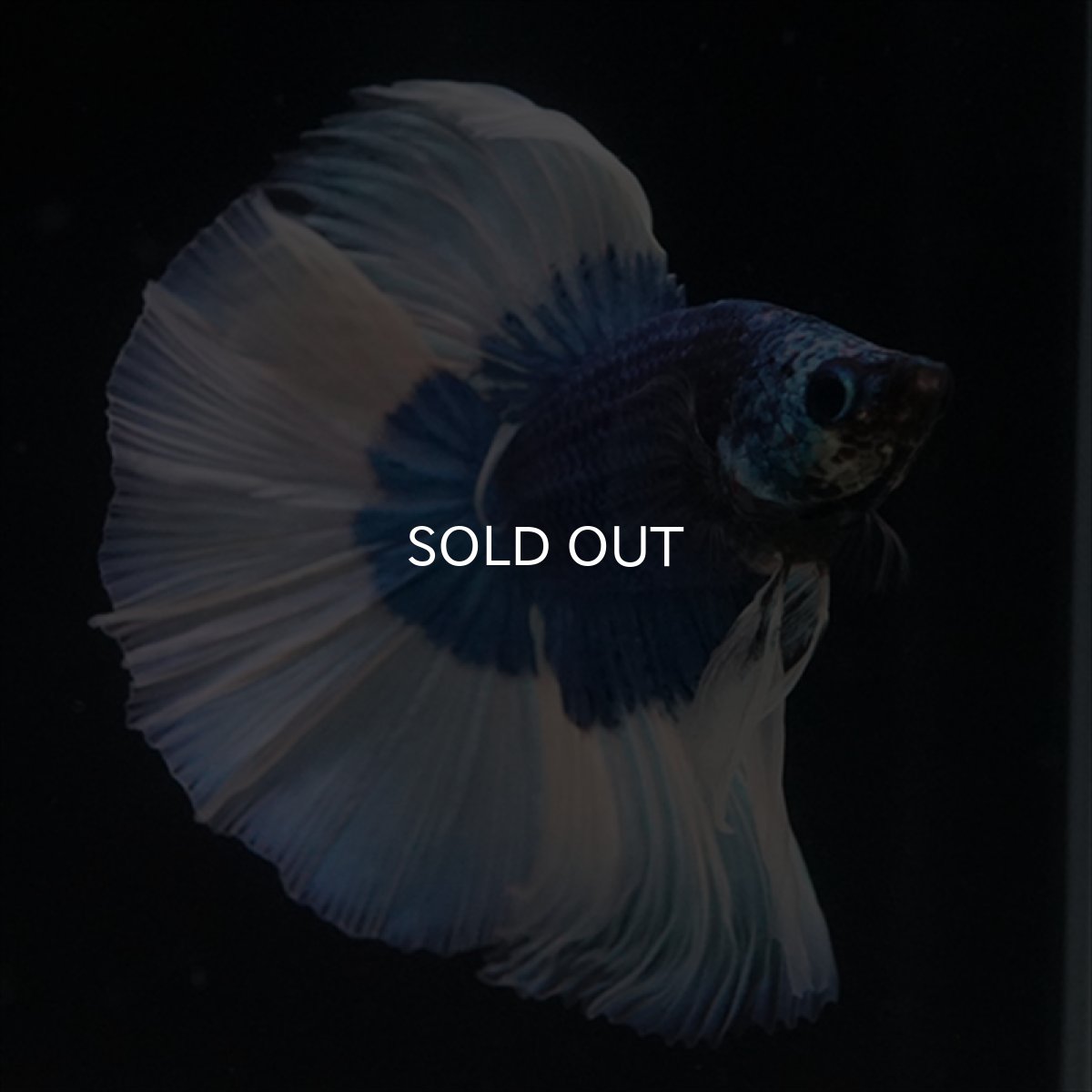 画像15: HM　ブルーバタフライ (15)