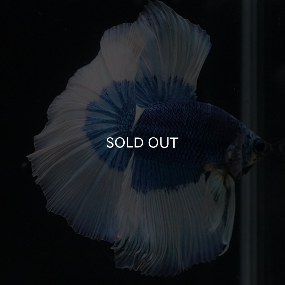 画像14: HM　ブルーバタフライ (14)