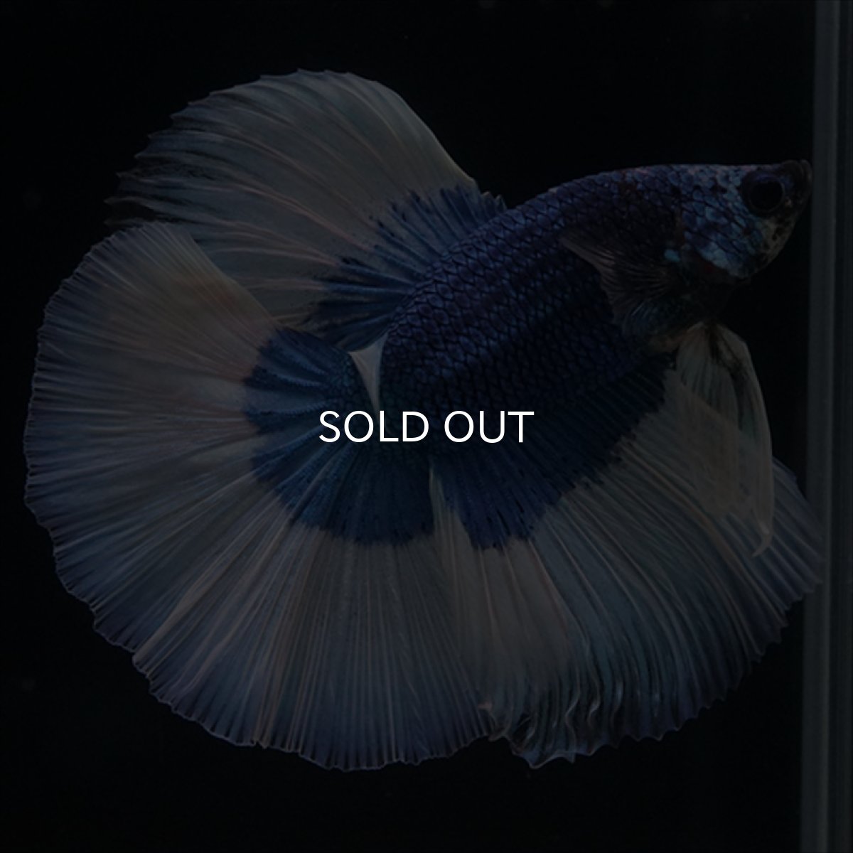 画像1: HM　ブルーバタフライ (1)