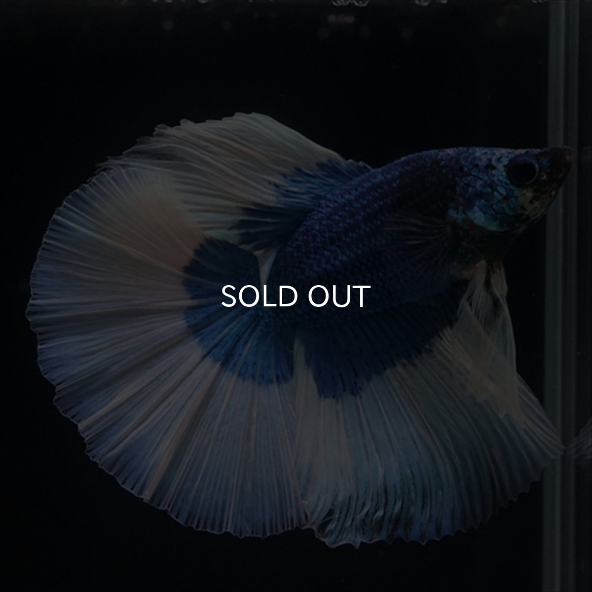 画像13: HM　ブルーバタフライ (13)