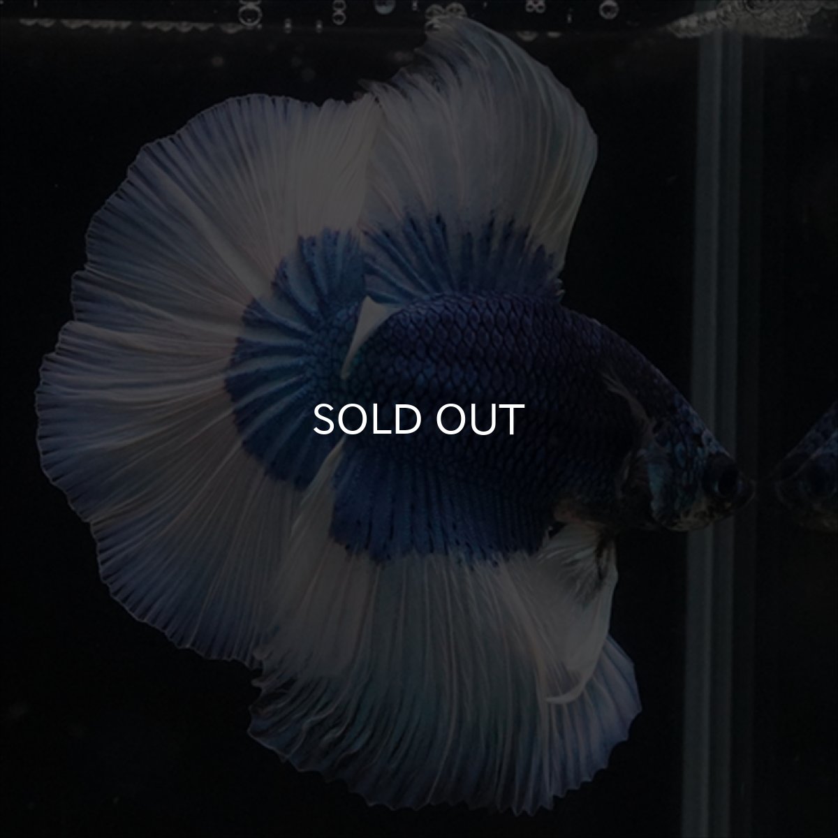 画像12: HM　ブルーバタフライ (12)