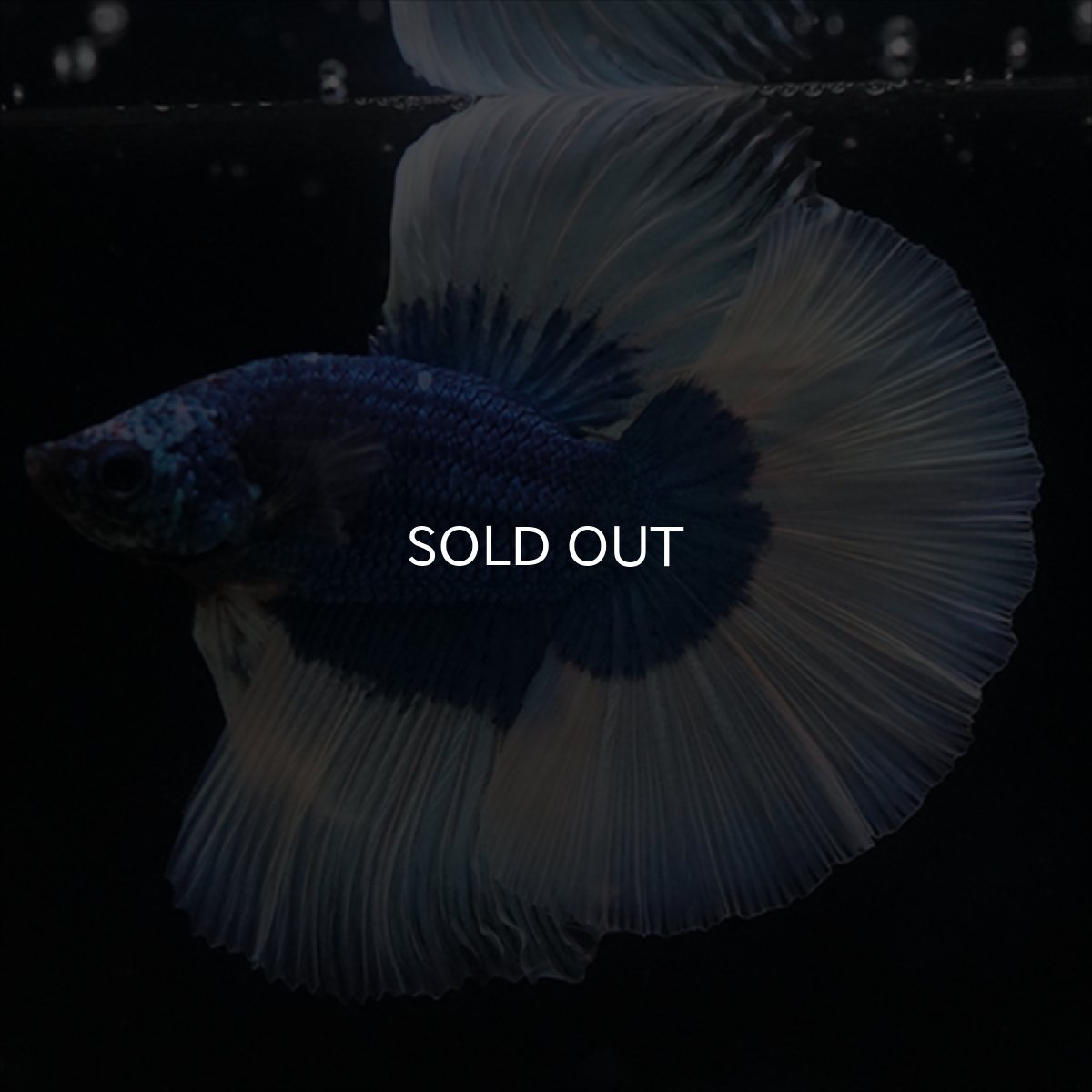 画像11: HM　ブルーバタフライ (11)