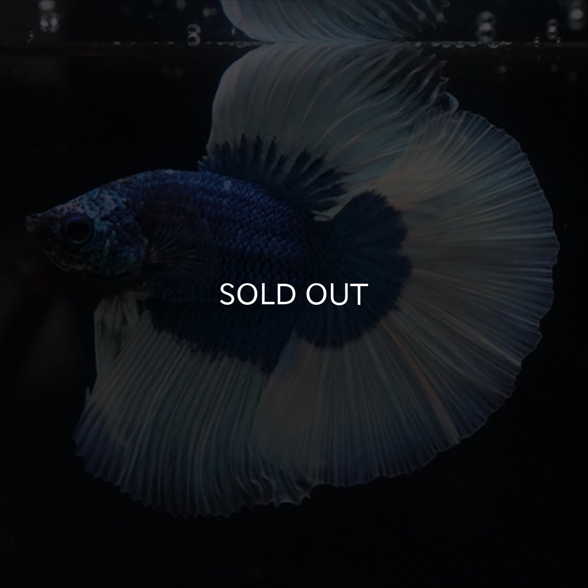 画像10: HM　ブルーバタフライ (10)