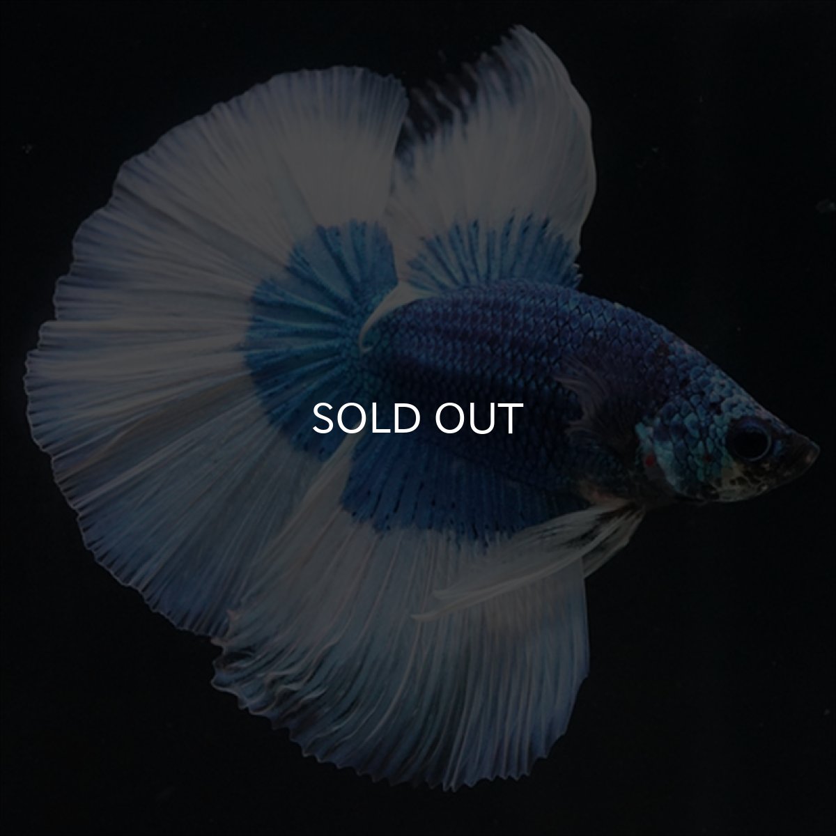 画像9: HM　ブルーバタフライ (9)