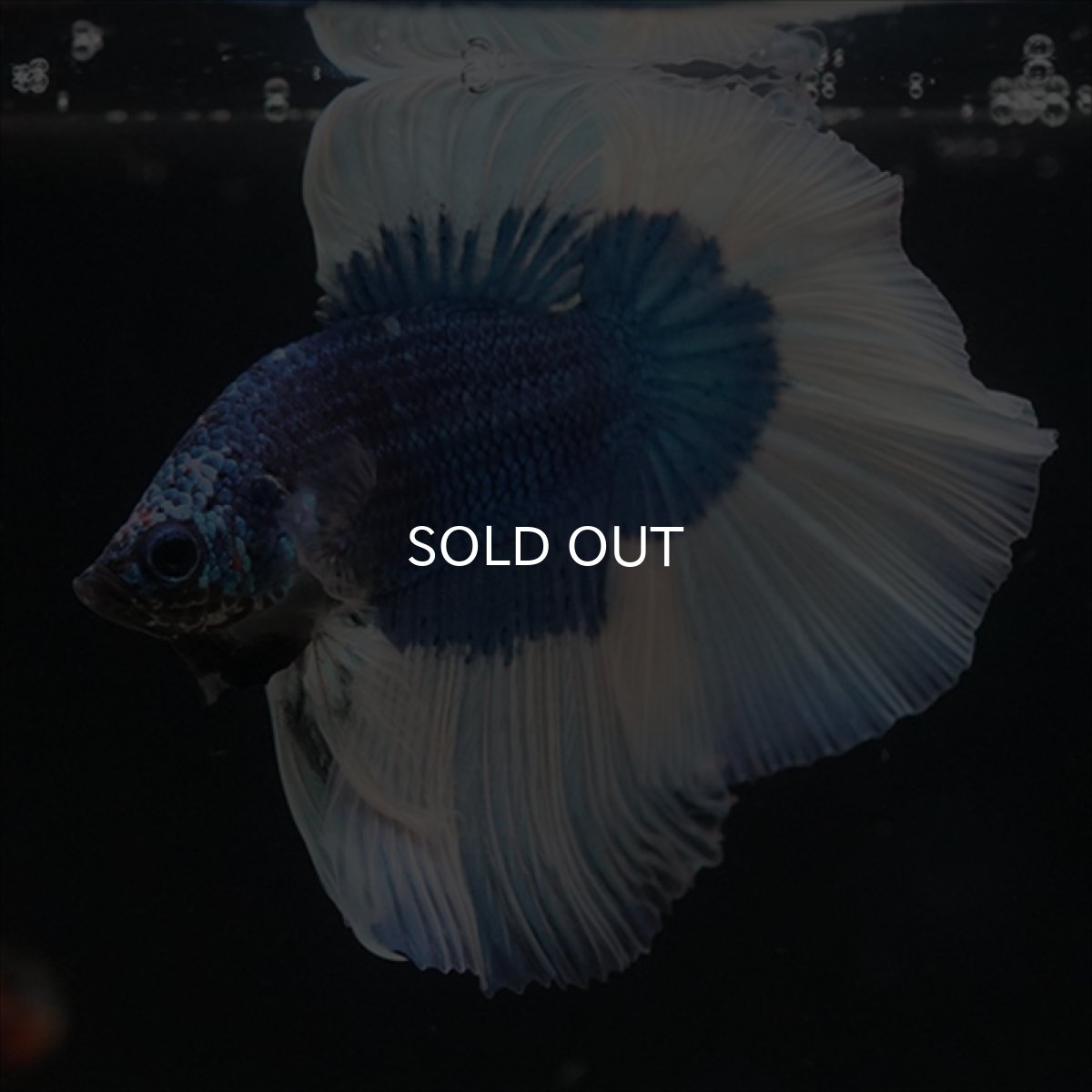 画像8: HM　ブルーバタフライ (8)