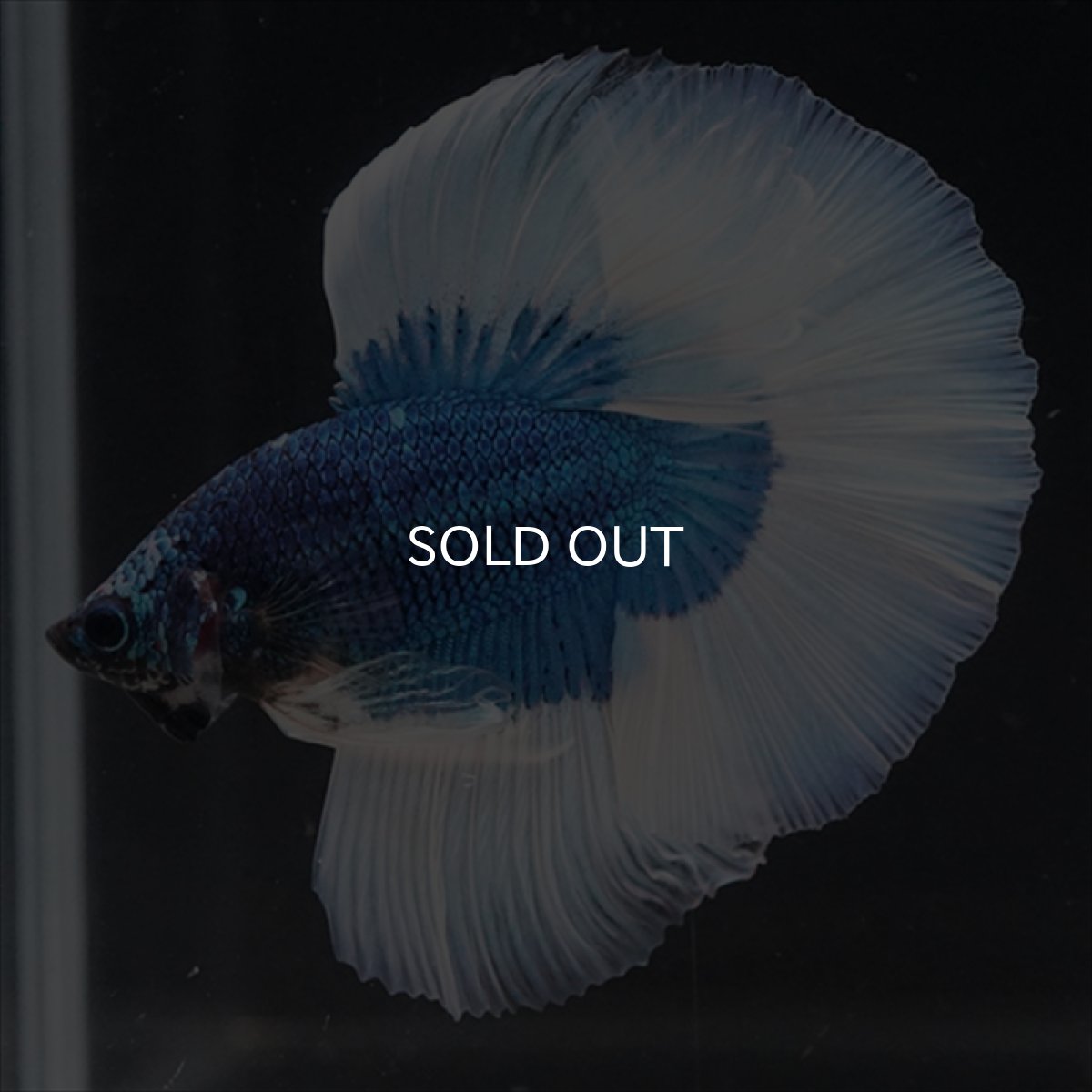 画像7: HM　ブルーバタフライ (7)