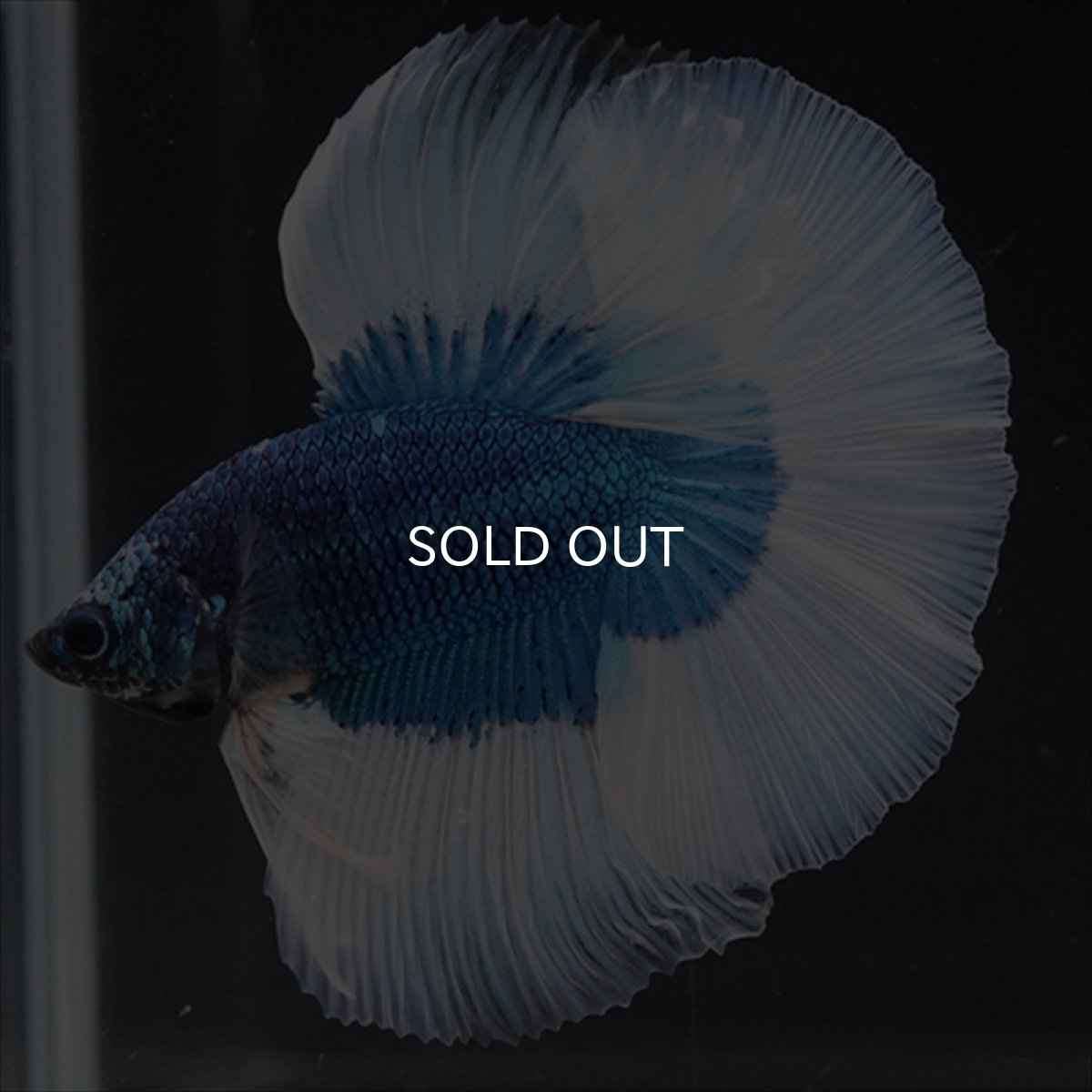 画像6: HM　ブルーバタフライ (6)