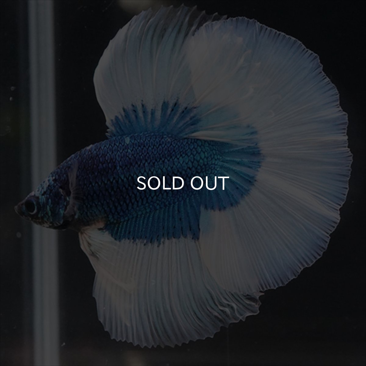 画像5: HM　ブルーバタフライ (5)