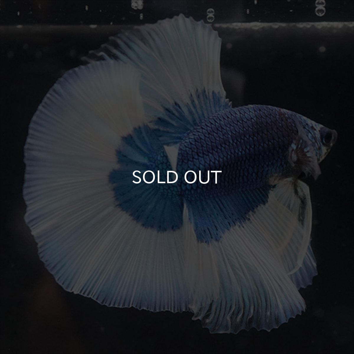 画像4: HM　ブルーバタフライ (4)