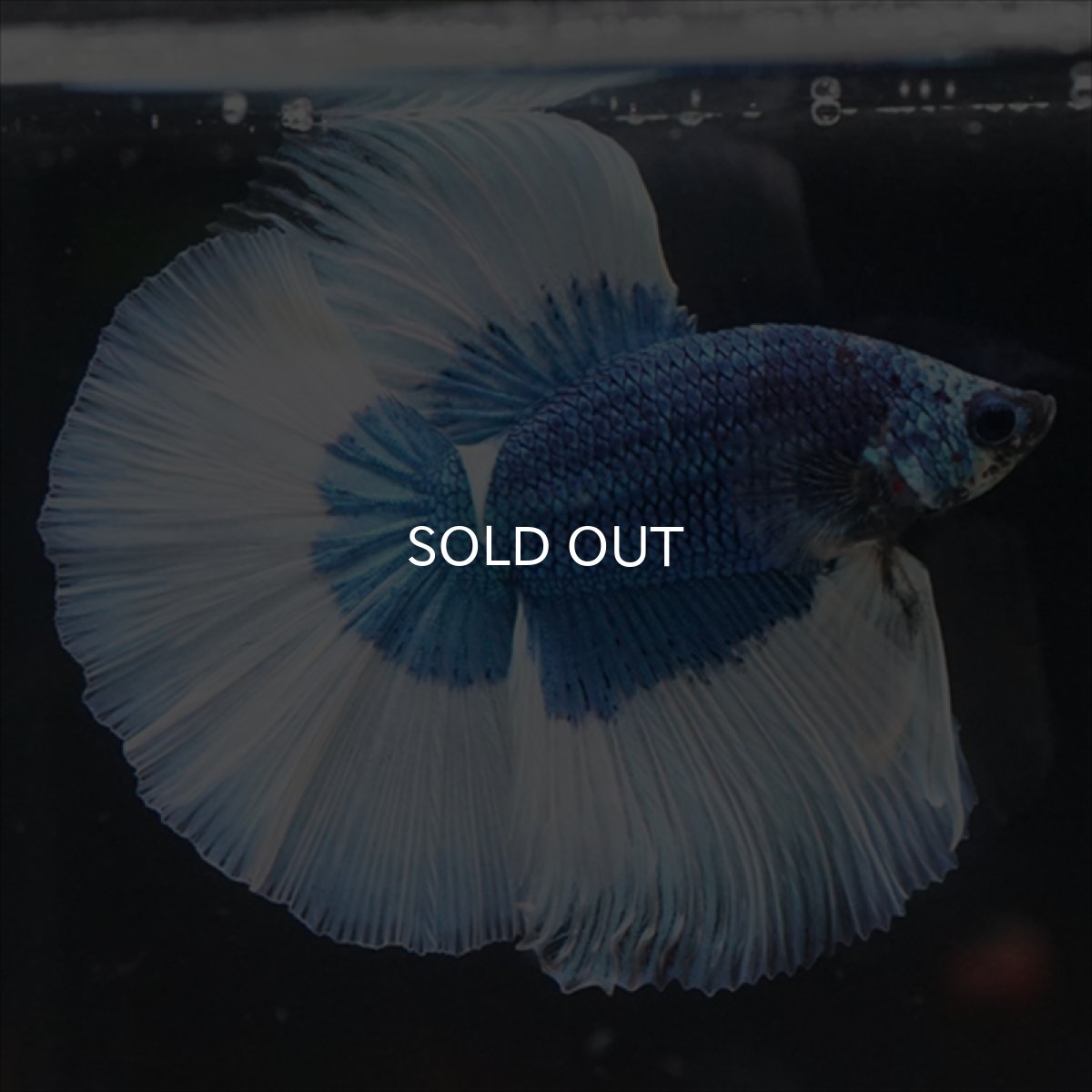 画像3: HM　ブルーバタフライ (3)