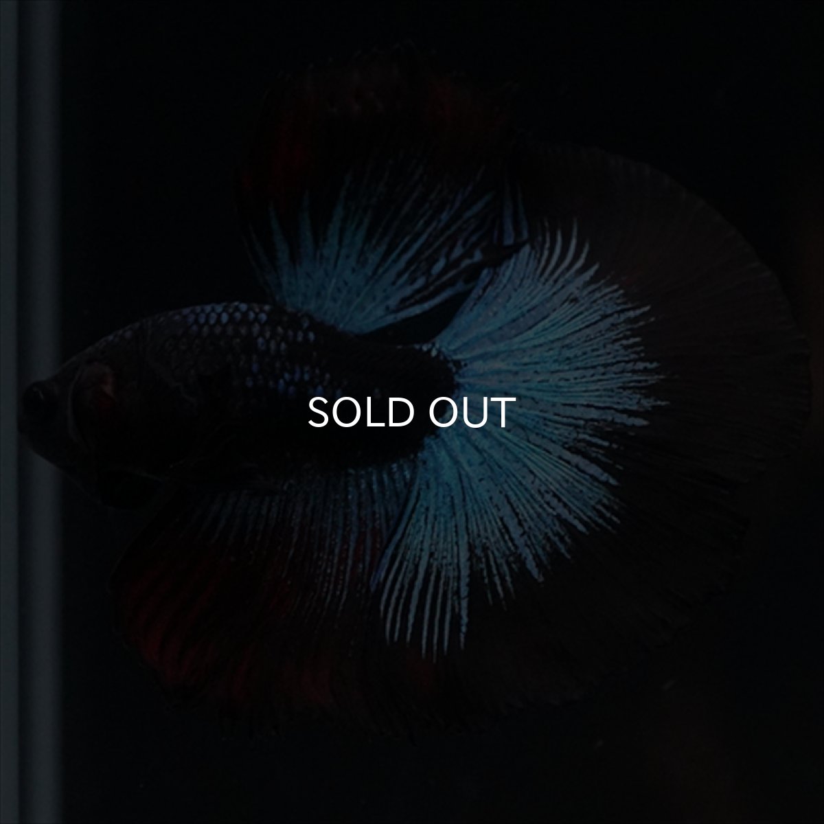 画像2: HM　ブルーブラック (2)