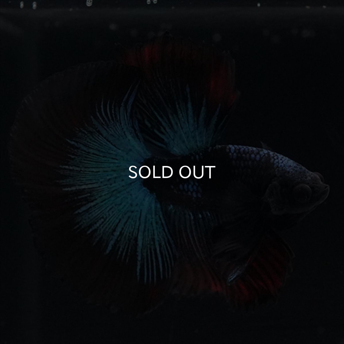 画像7: HM　ブルーブラック (7)