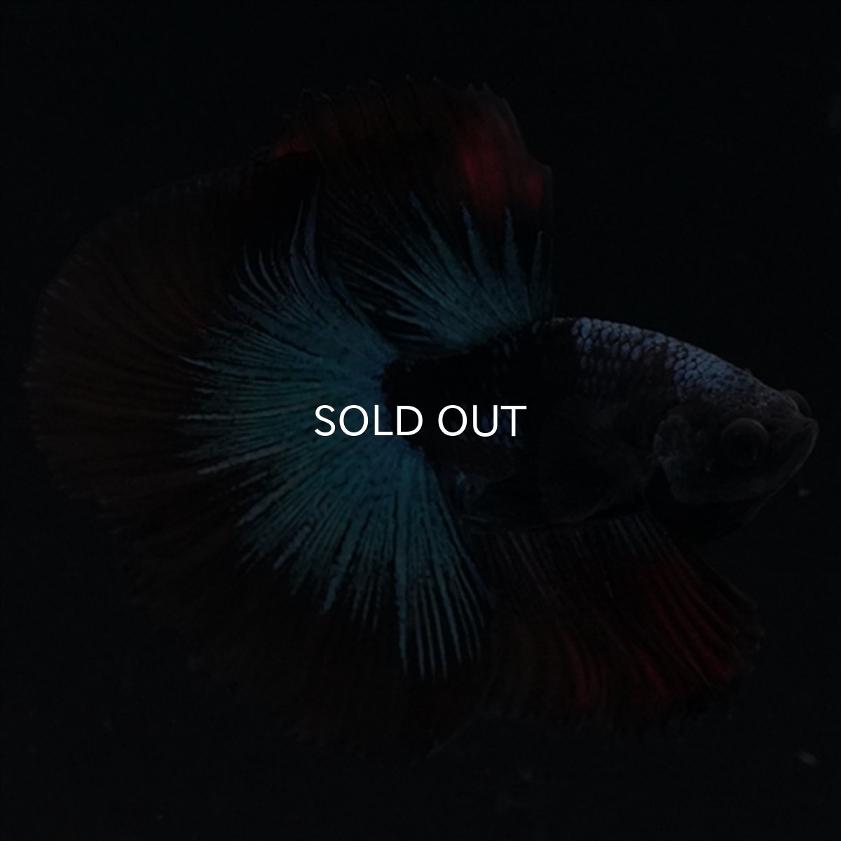 画像6: HM　ブルーブラック (6)