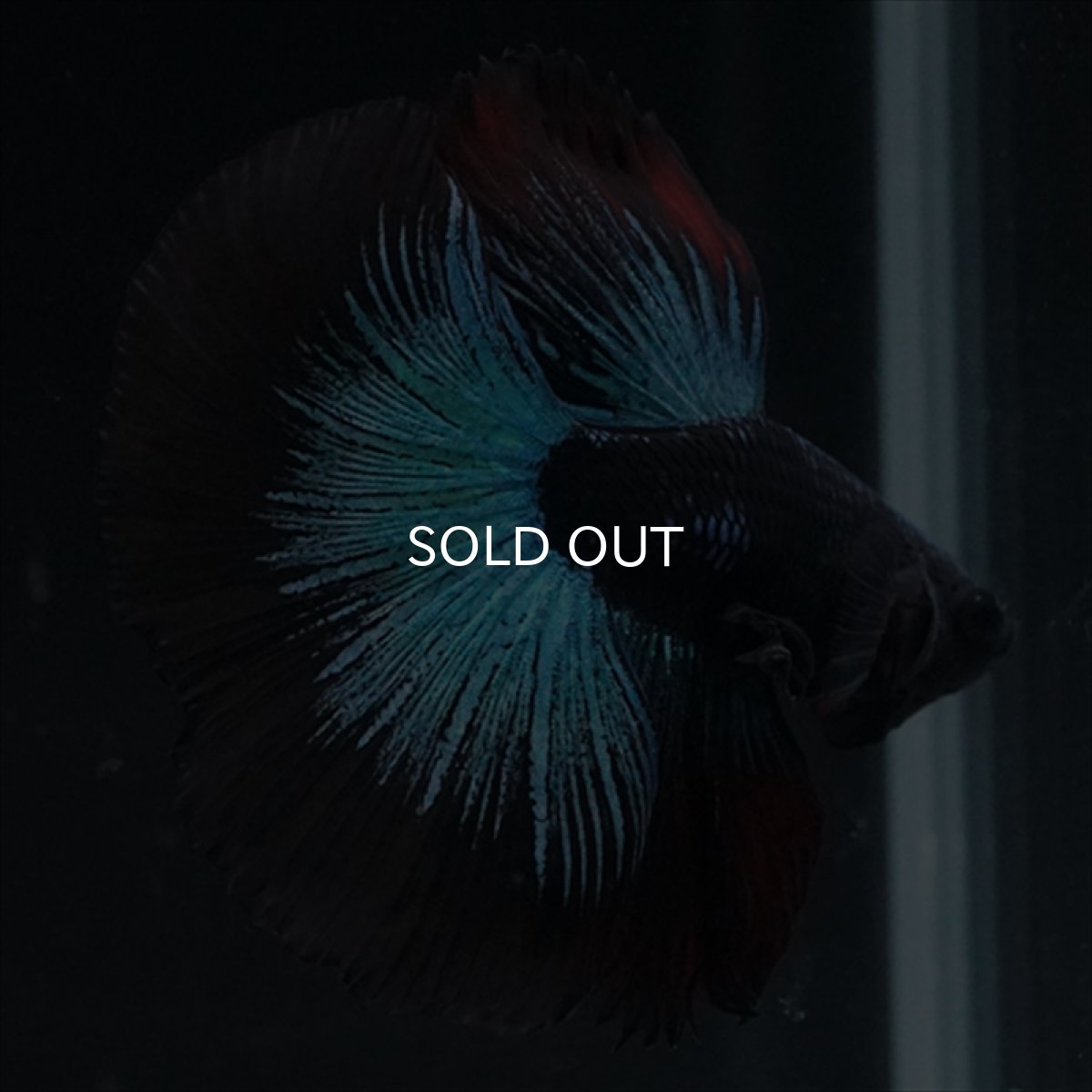 画像5: HM　ブルーブラック (5)