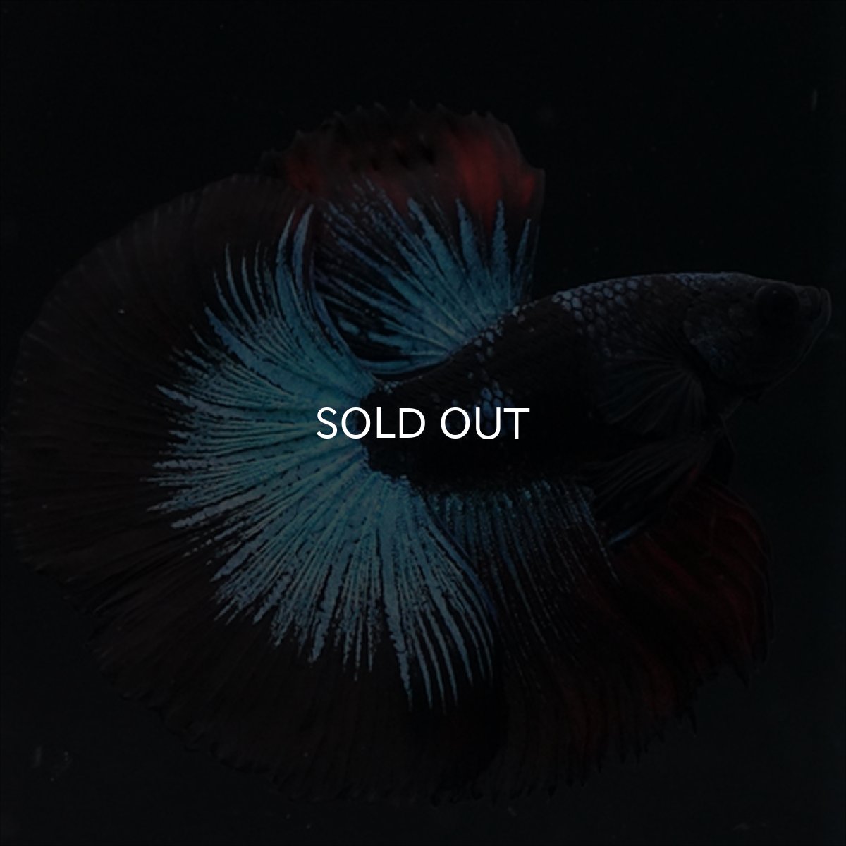 画像1: HM　ブルーブラック (1)