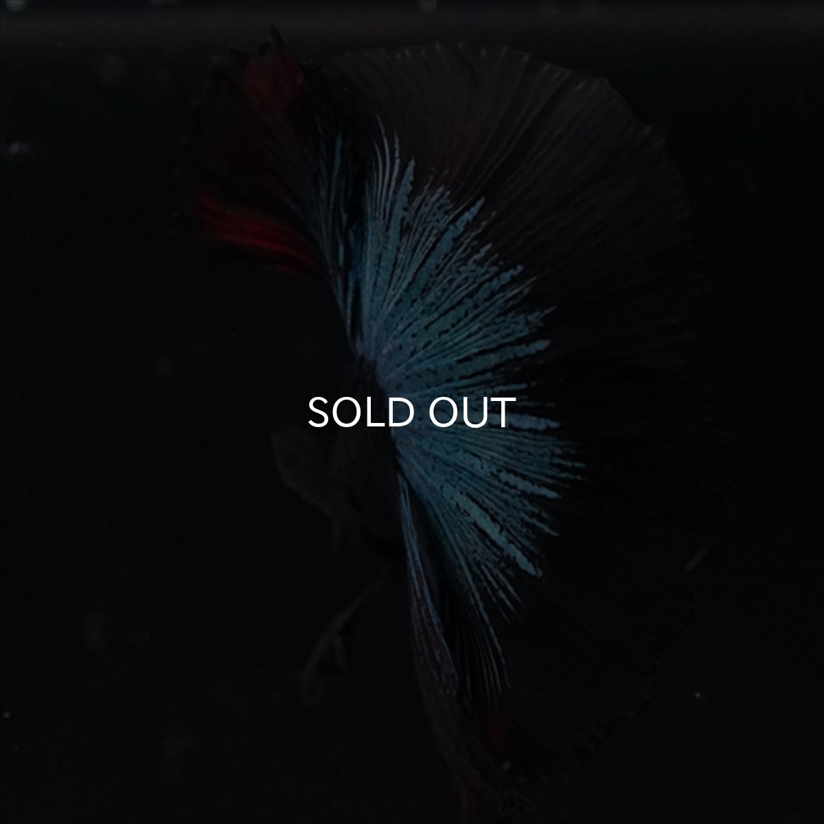 画像4: HM　ブルーブラック (4)