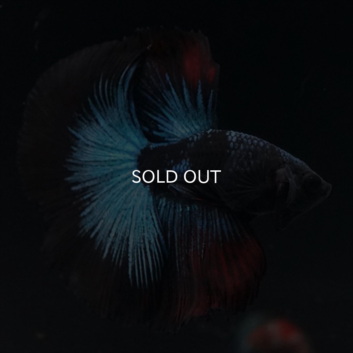 画像3: HM　ブルーブラック (3)