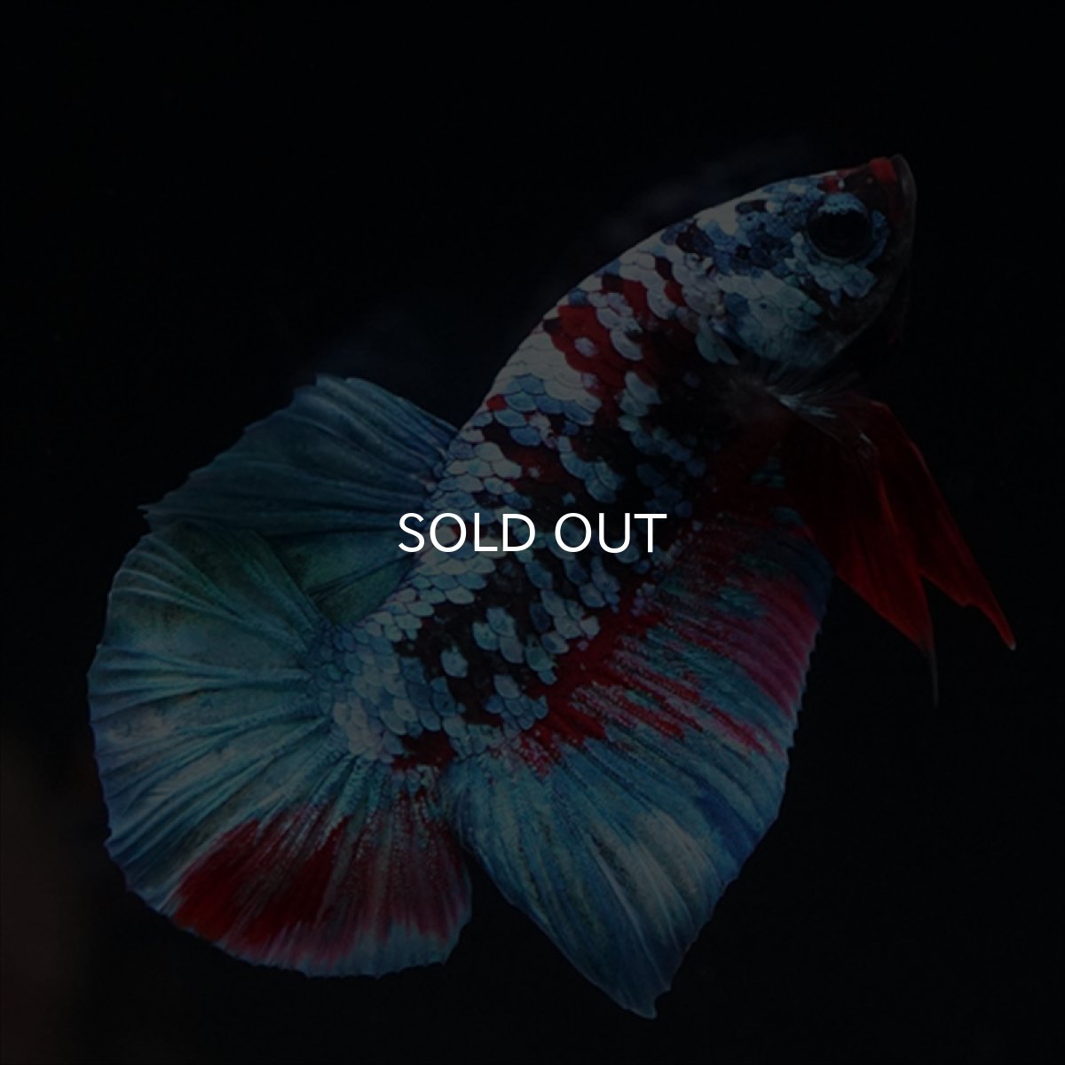 画像10: HMPK　ブラックスター (10)