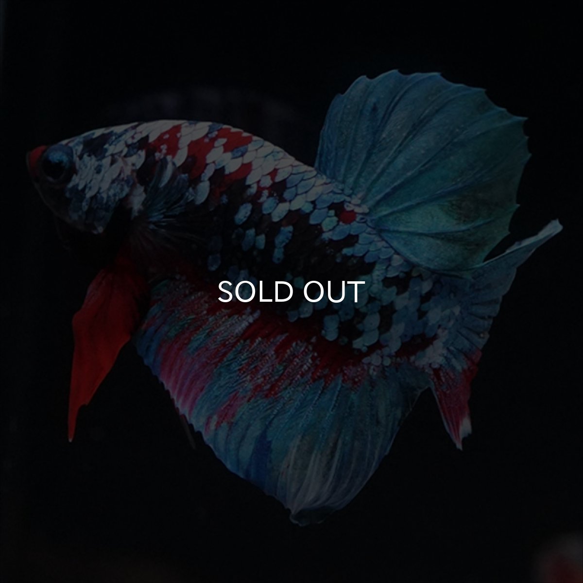 画像9: HMPK　ブラックスター (9)