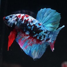 画像9: HMPK　ブラックスター (9)