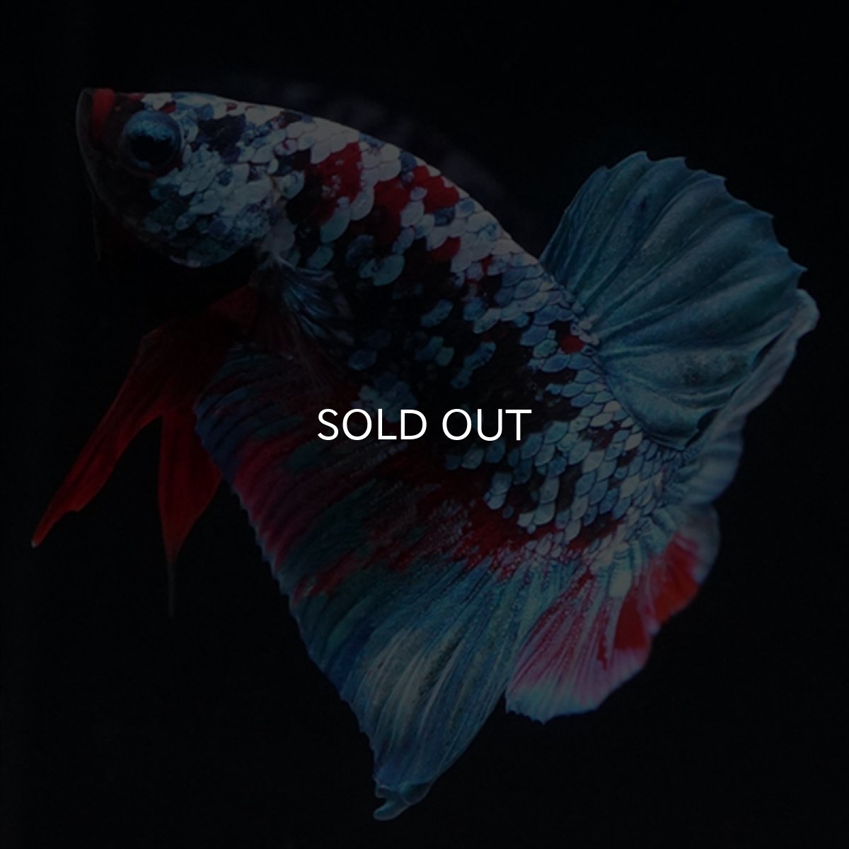 画像8: HMPK　ブラックスター (8)