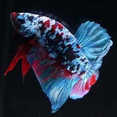 画像8: HMPK　ブラックスター (8)