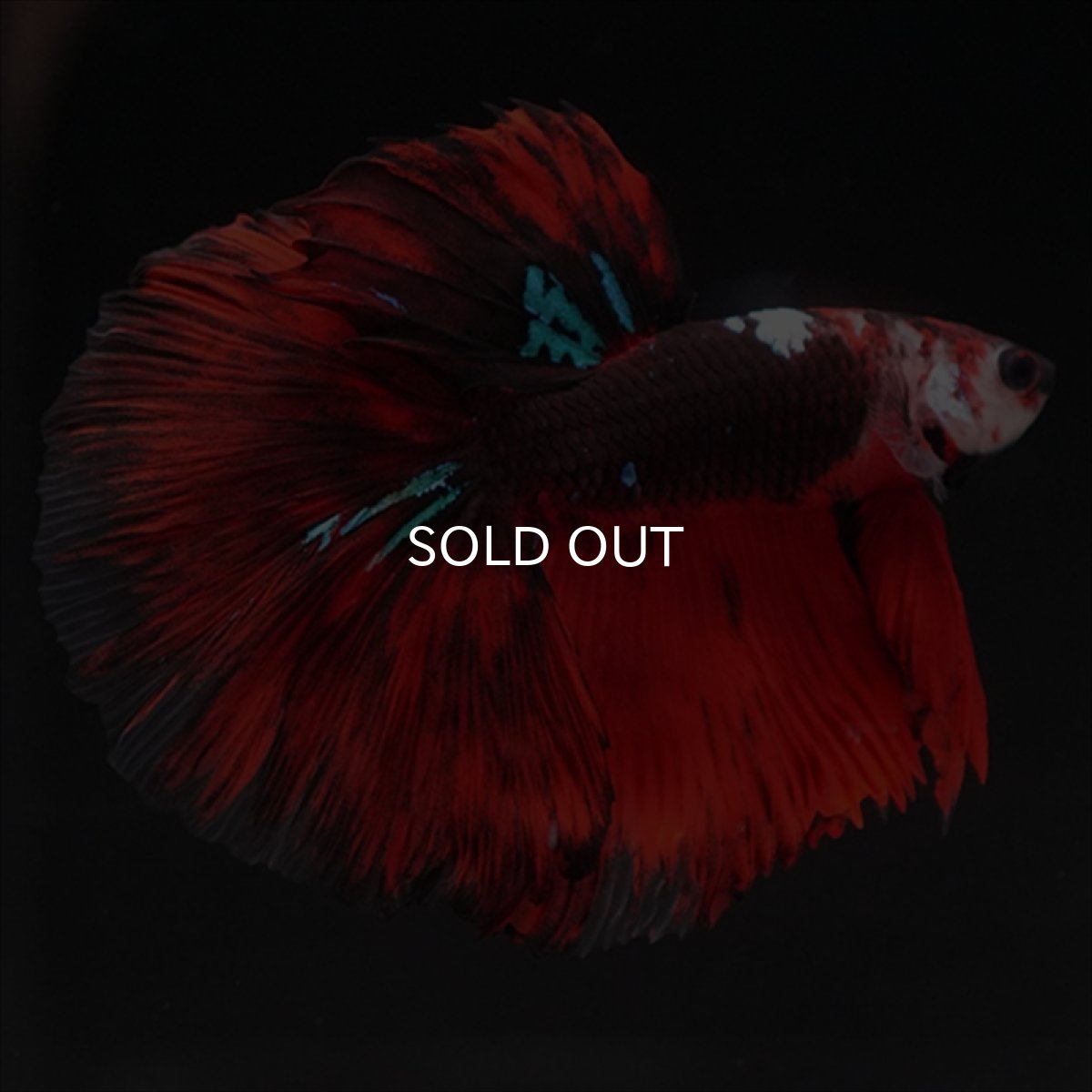 画像17: HM　ブラックキャンディ (17)