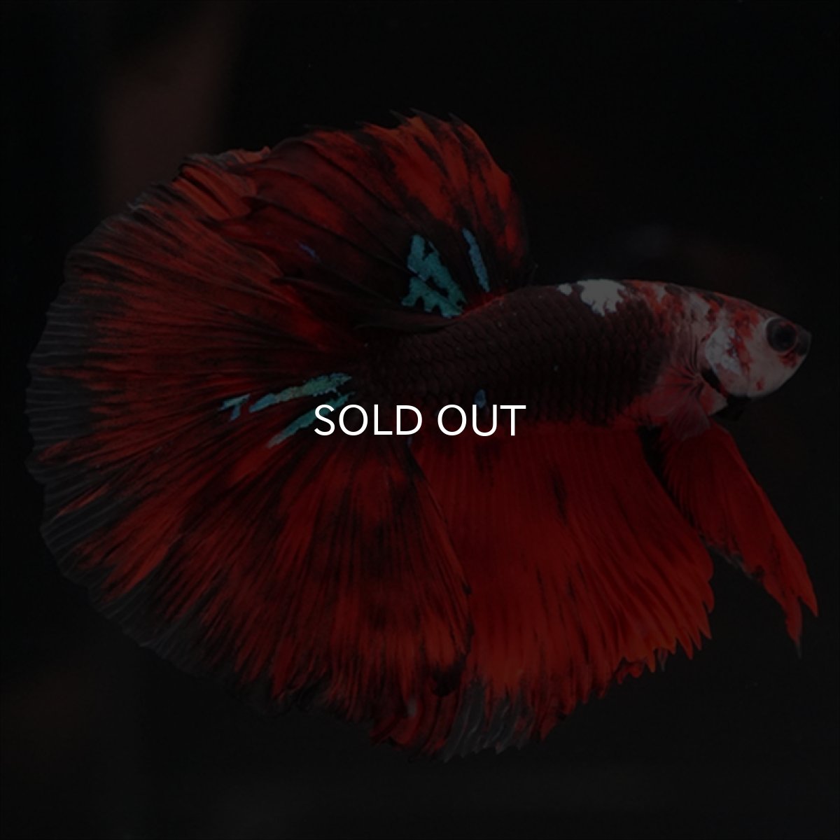 画像2: HM　ブラックキャンディ (2)