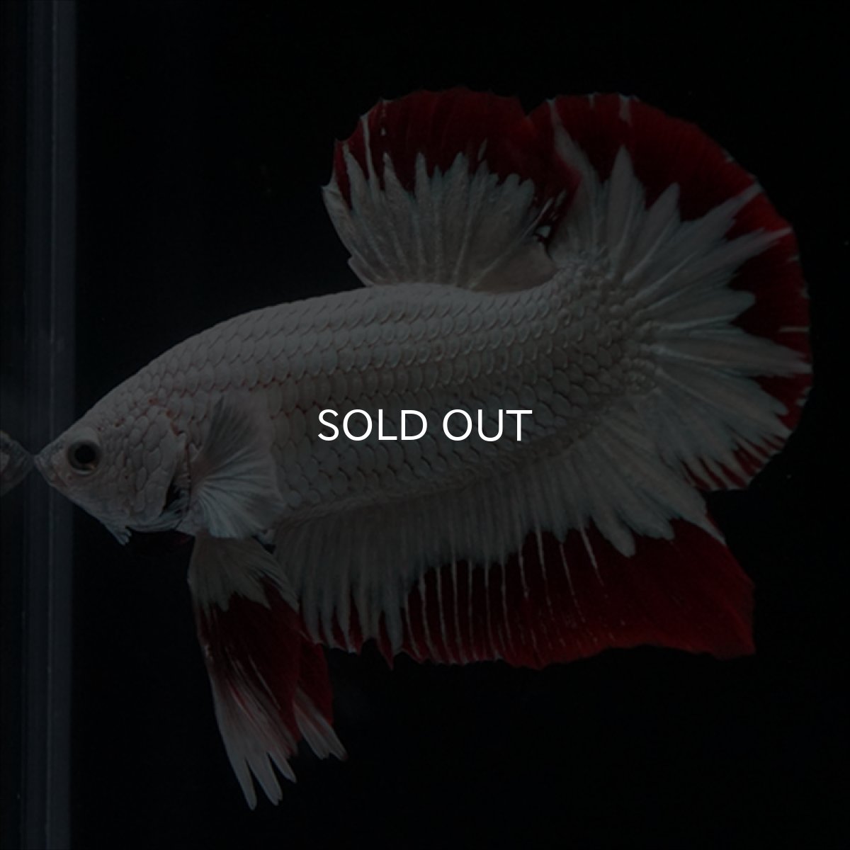 画像1: HMPK　プラチナレッドドラゴン　スノー (1)