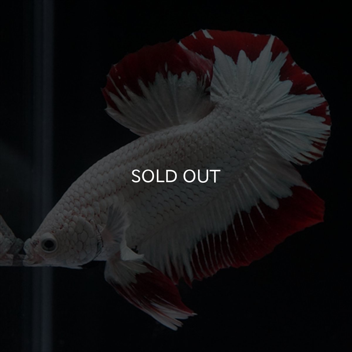 画像6: HMPK　プラチナレッドドラゴン　スノー (6)