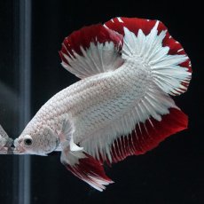 画像6: HMPK　プラチナレッドドラゴン　スノー (6)