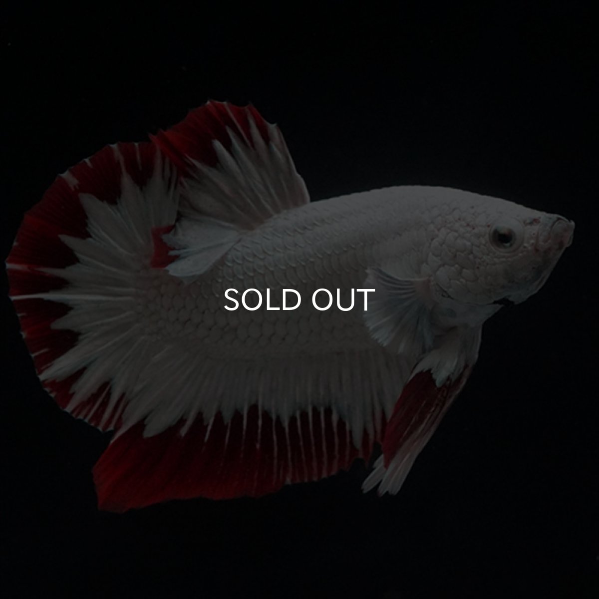 画像2: HMPK　プラチナレッドドラゴン　スノー (2)