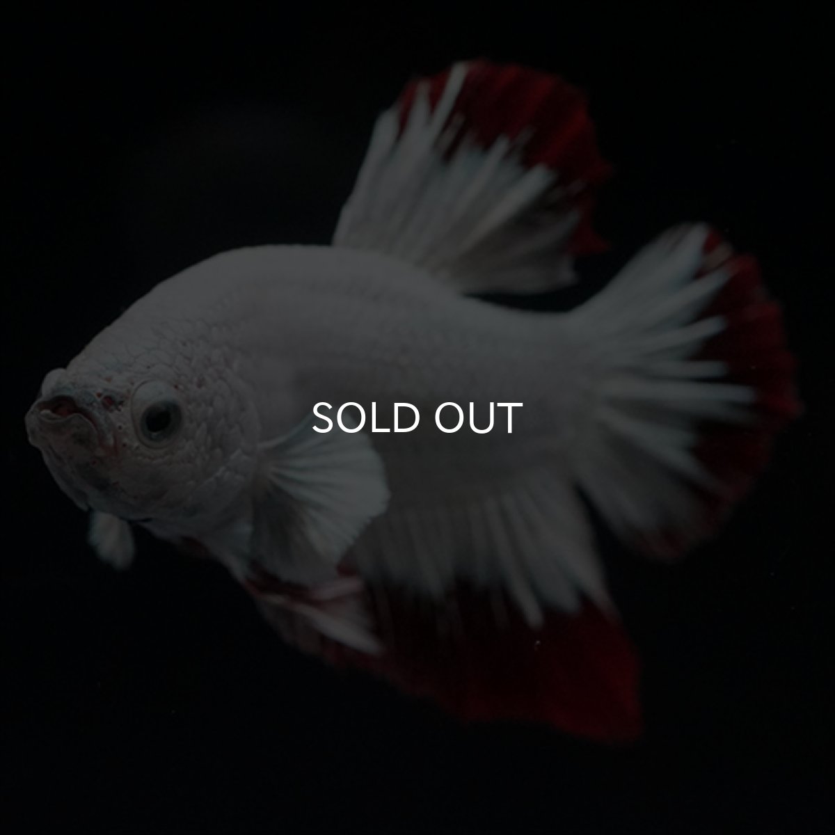 画像5: HMPK　プラチナレッドドラゴン　スノー (5)