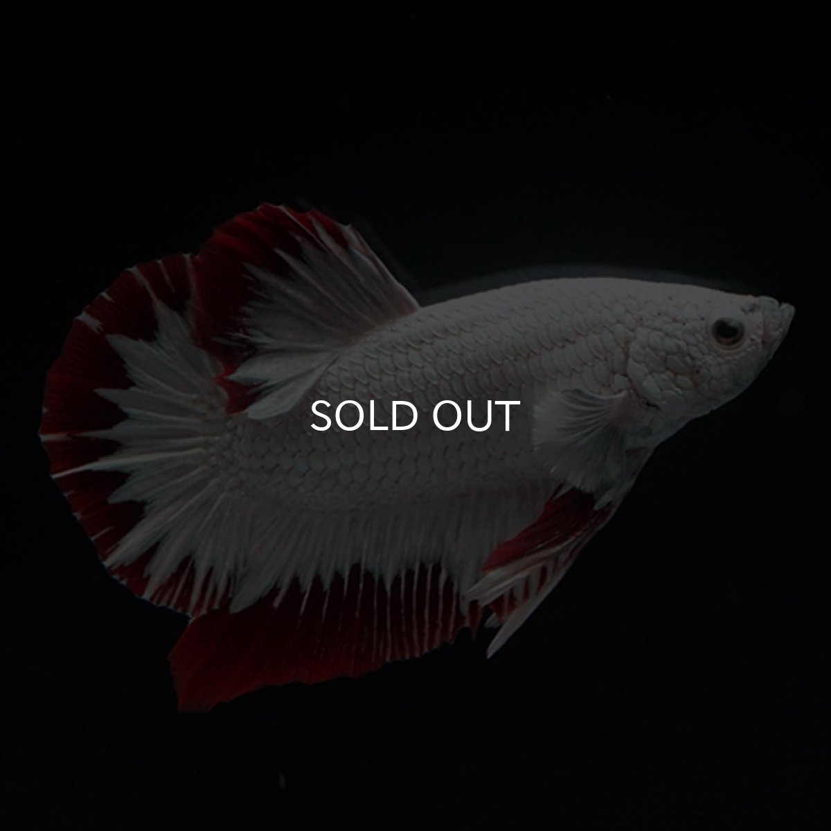 画像4: HMPK　プラチナレッドドラゴン　スノー (4)