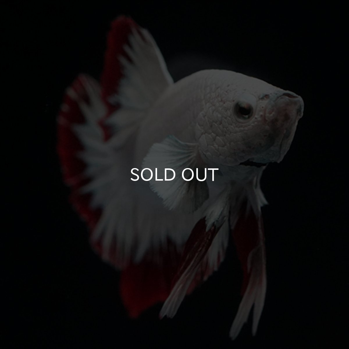 画像3: HMPK　プラチナレッドドラゴン　スノー (3)