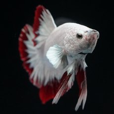 画像3: HMPK　プラチナレッドドラゴン　スノー (3)