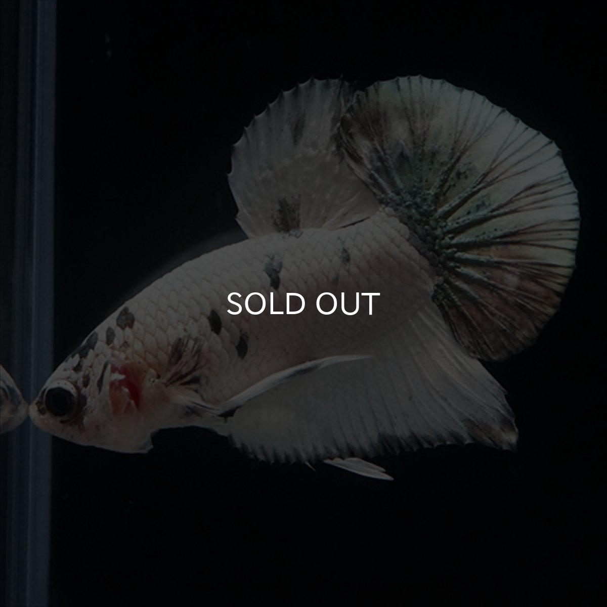 画像16: HMPK　ホワイトカッパーマーブル (16)