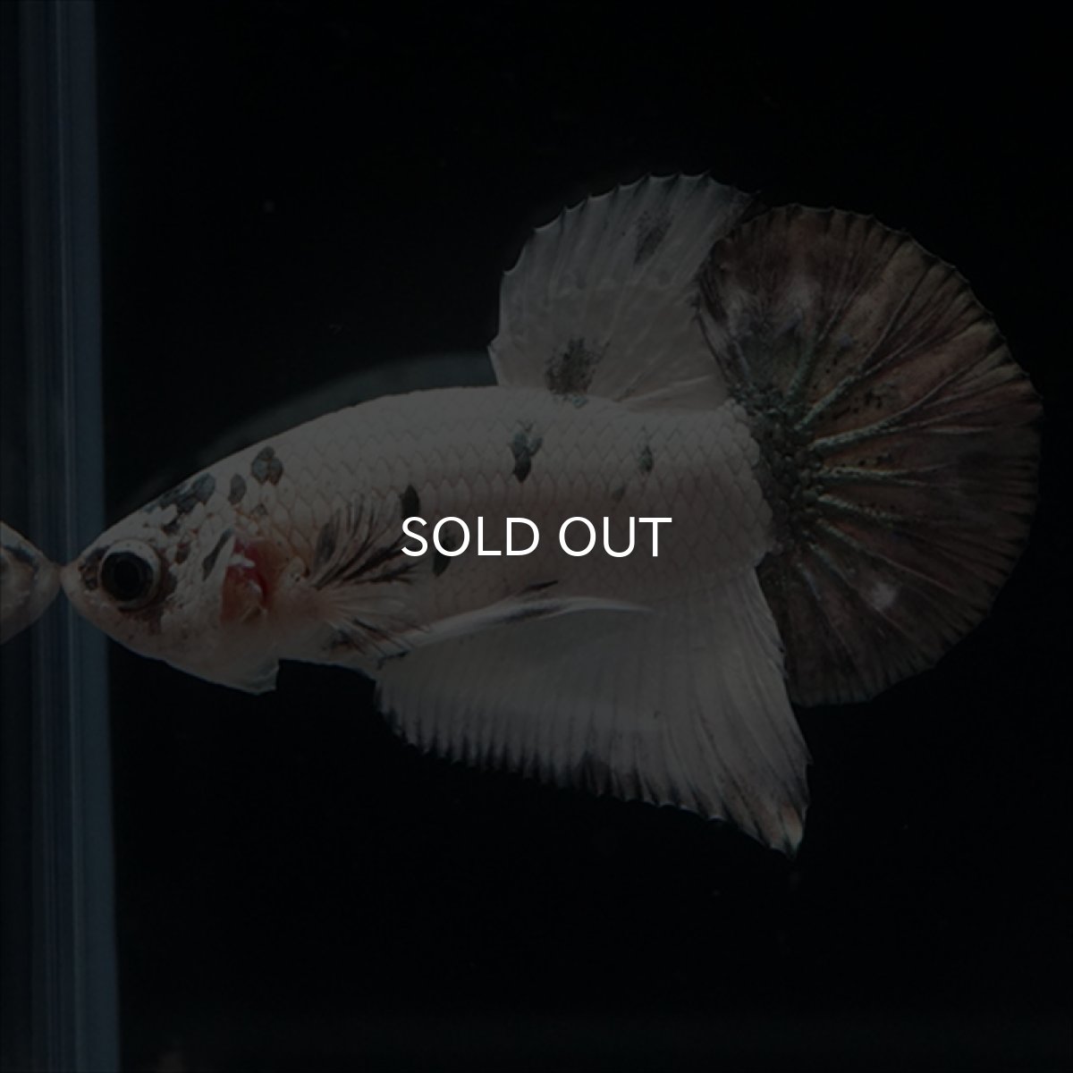 画像15: HMPK　ホワイトカッパーマーブル (15)