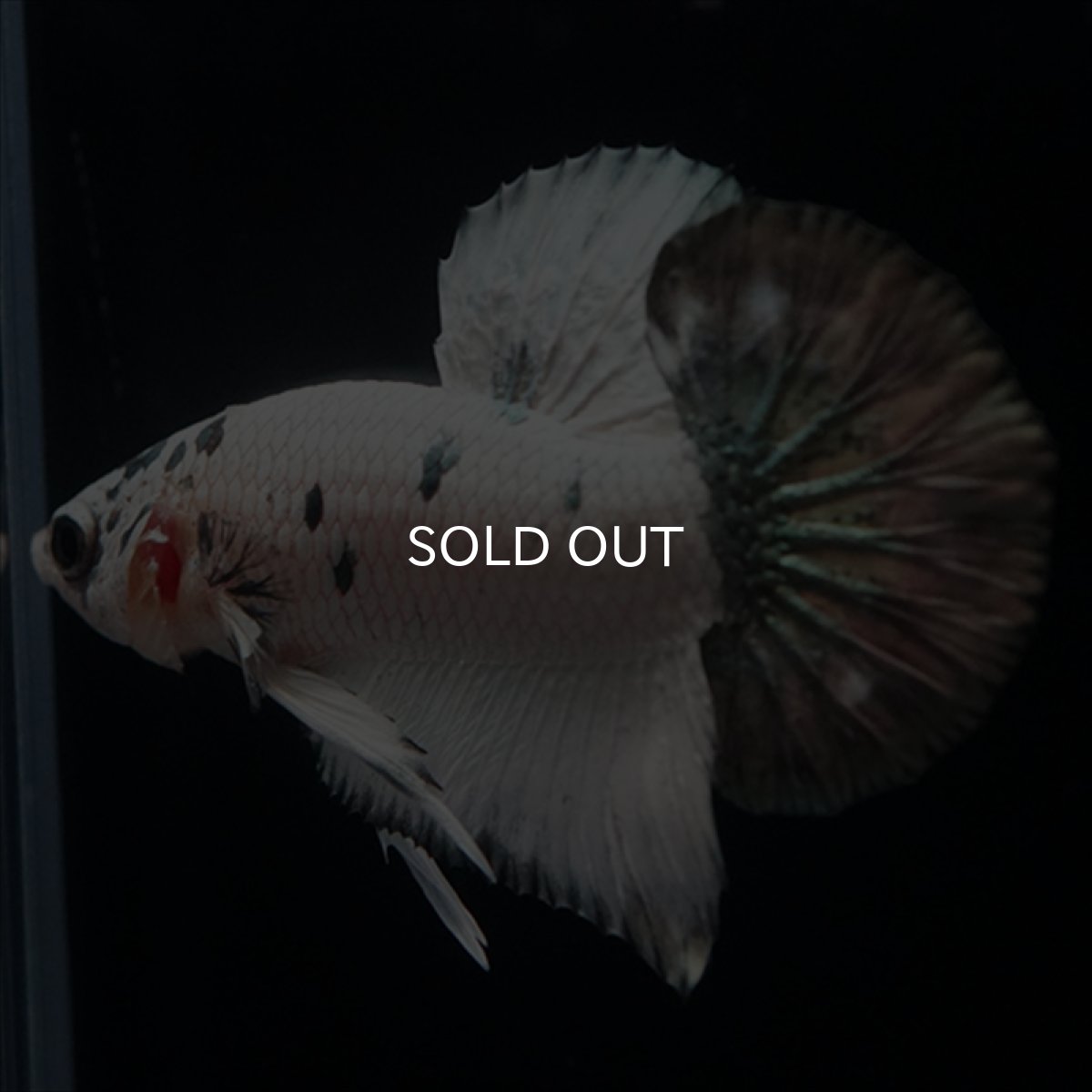 画像2: HMPK　ホワイトカッパーマーブル (2)