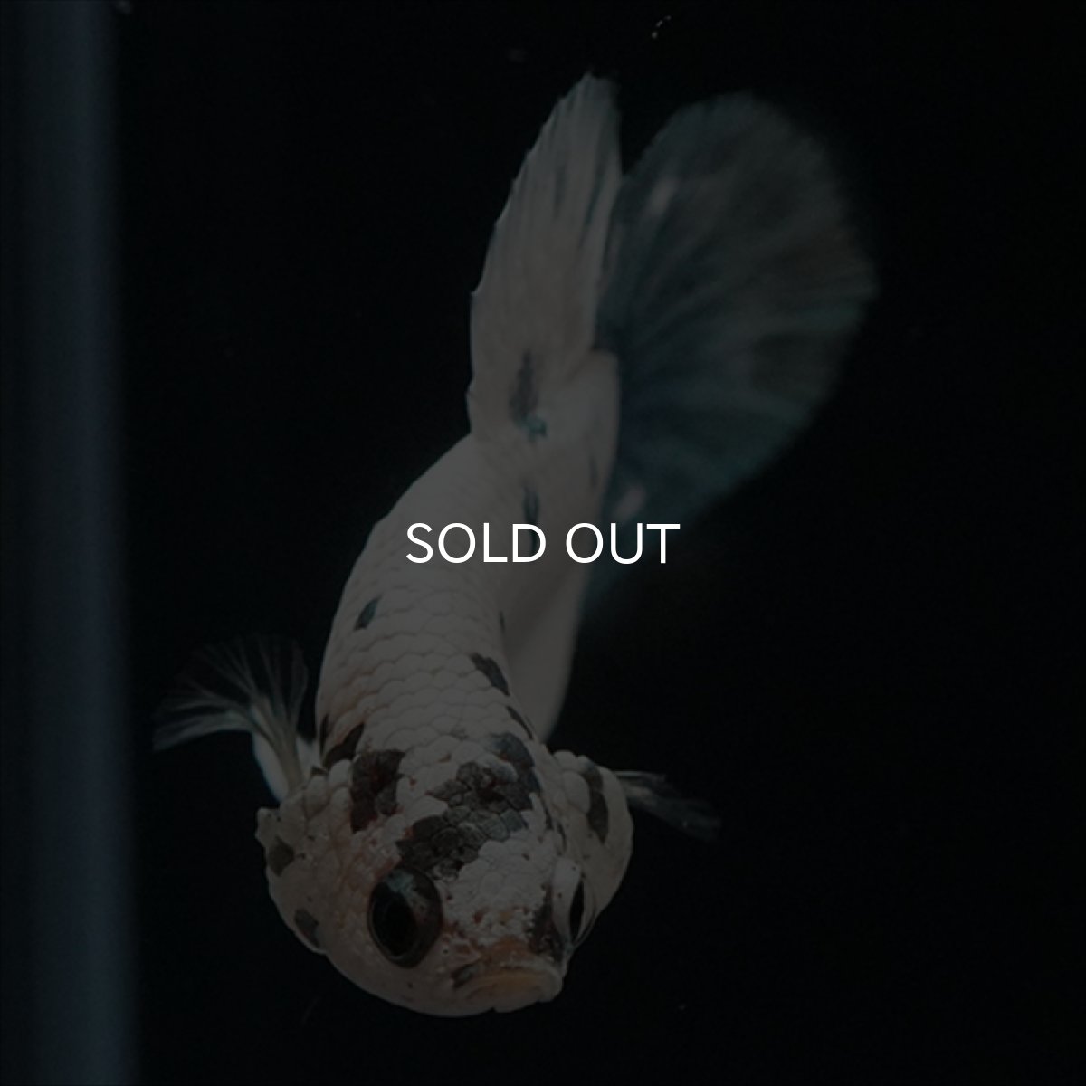 画像14: HMPK　ホワイトカッパーマーブル (14)