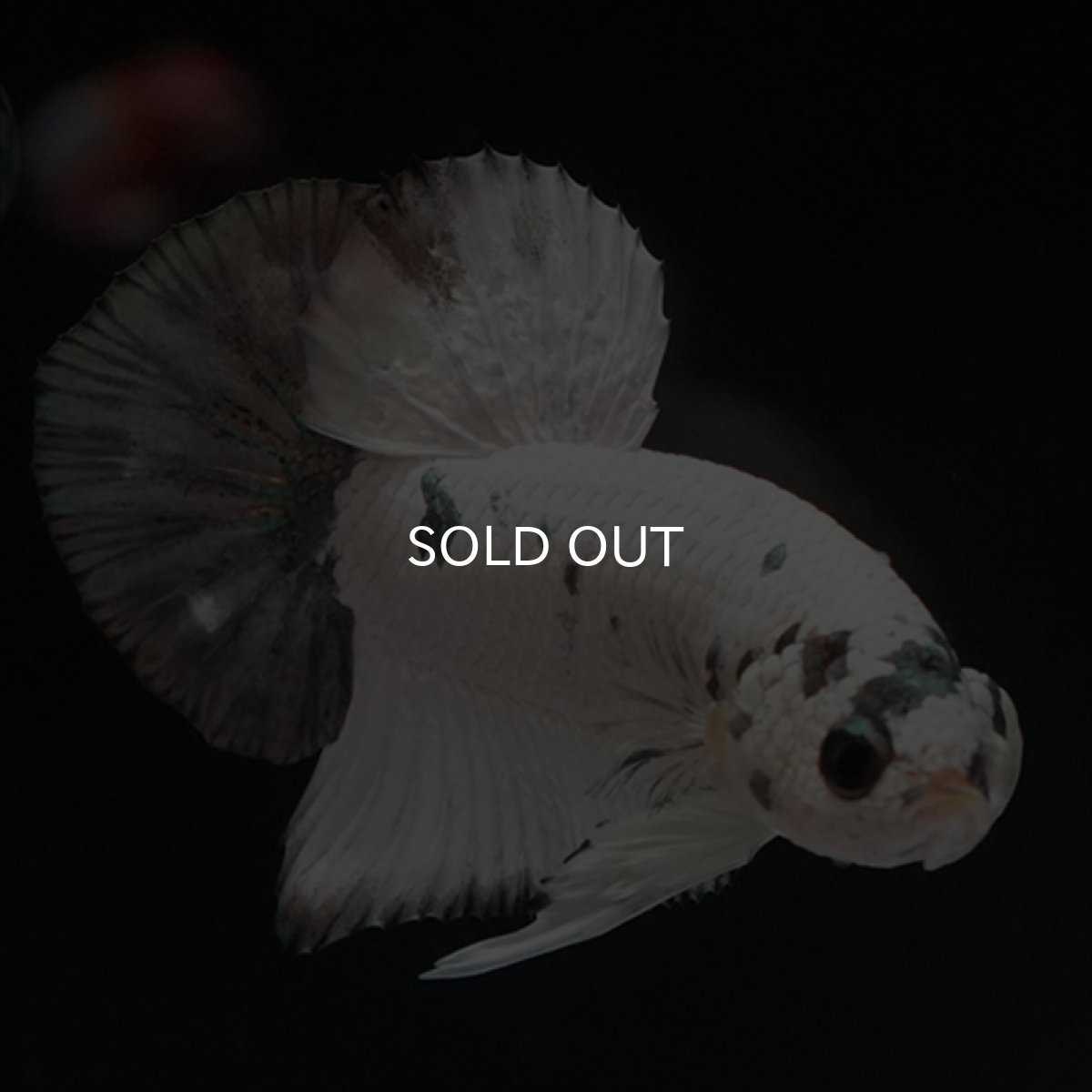 画像13: HMPK　ホワイトカッパーマーブル (13)