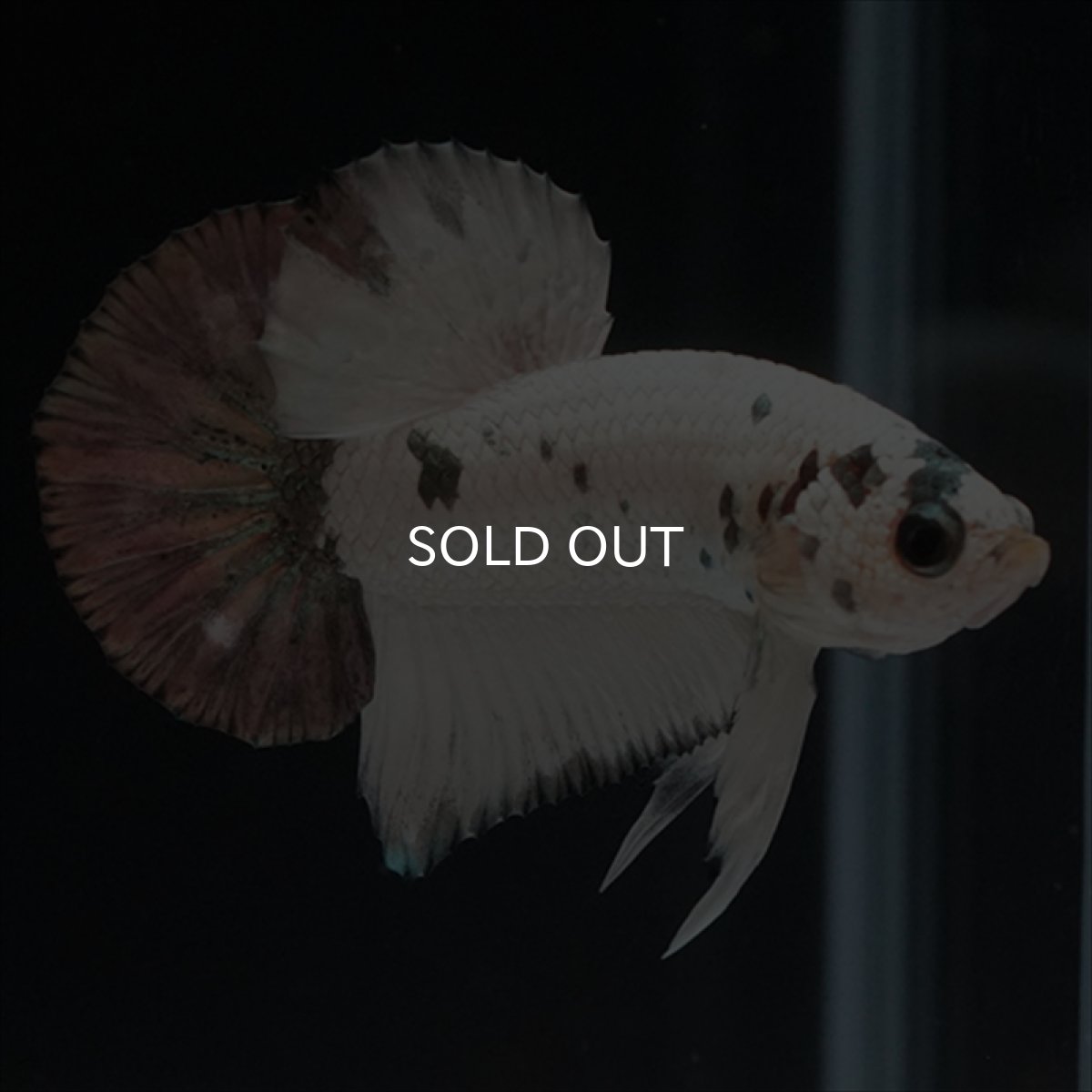 画像12: HMPK　ホワイトカッパーマーブル (12)