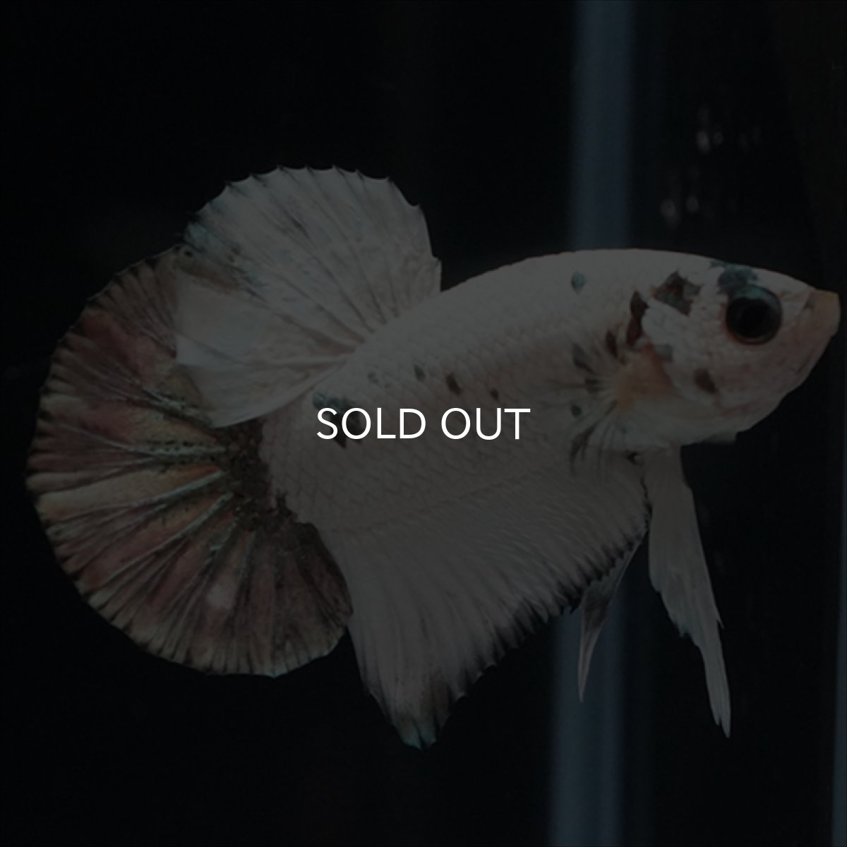 画像11: HMPK　ホワイトカッパーマーブル (11)