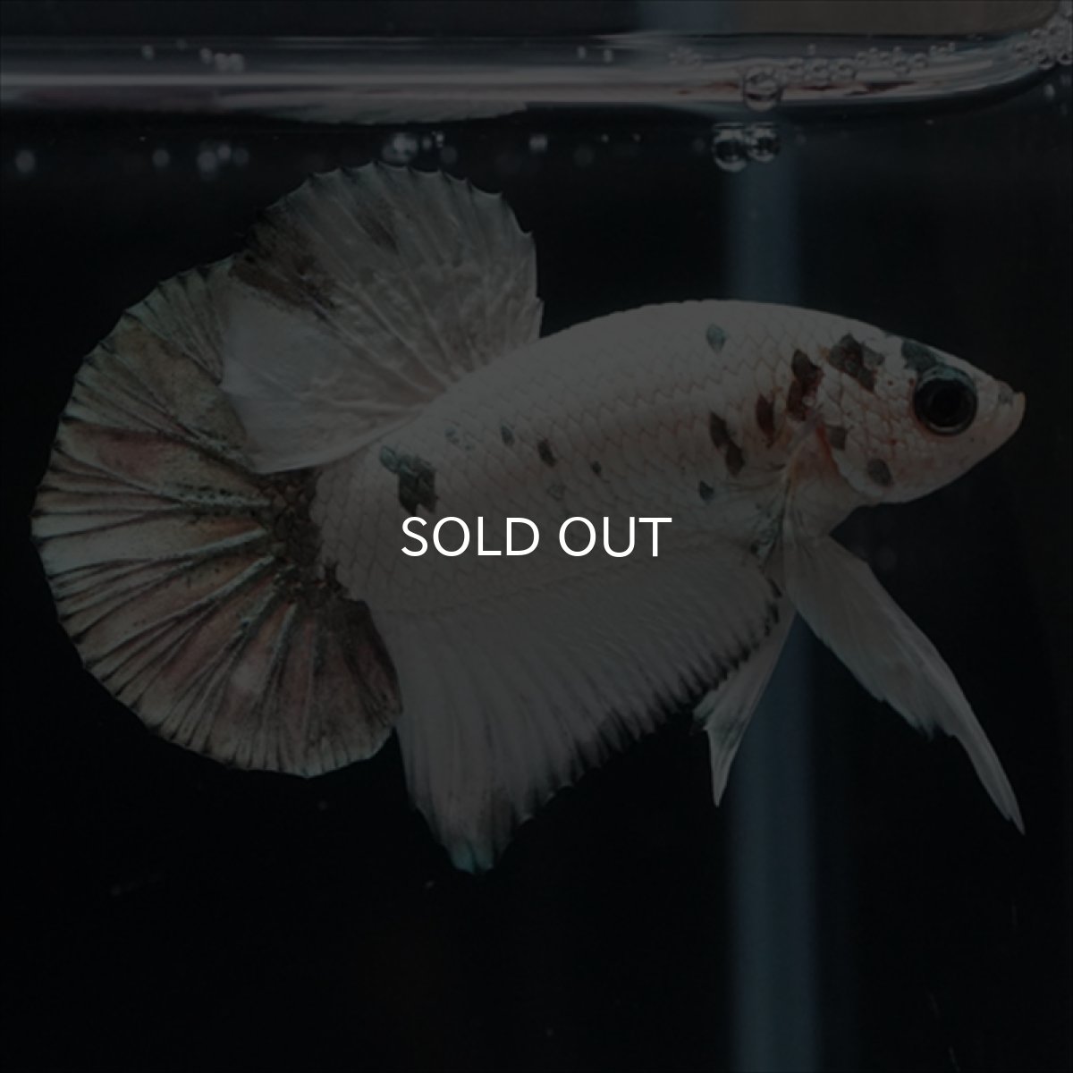 画像1: HMPK　ホワイトカッパーマーブル (1)