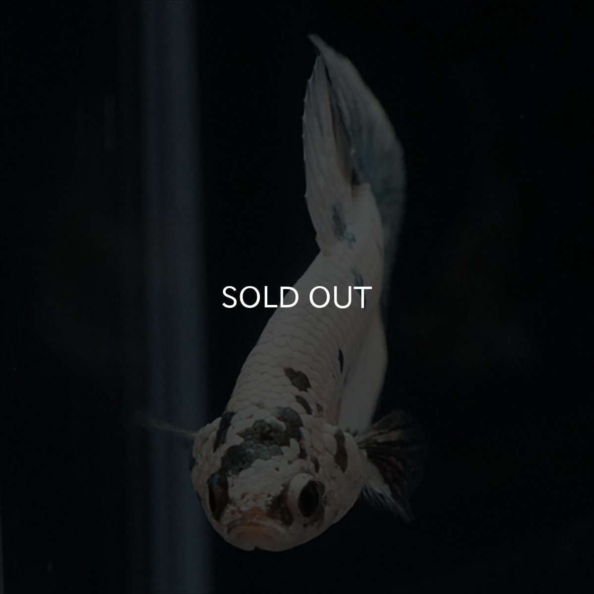 画像10: HMPK　ホワイトカッパーマーブル (10)