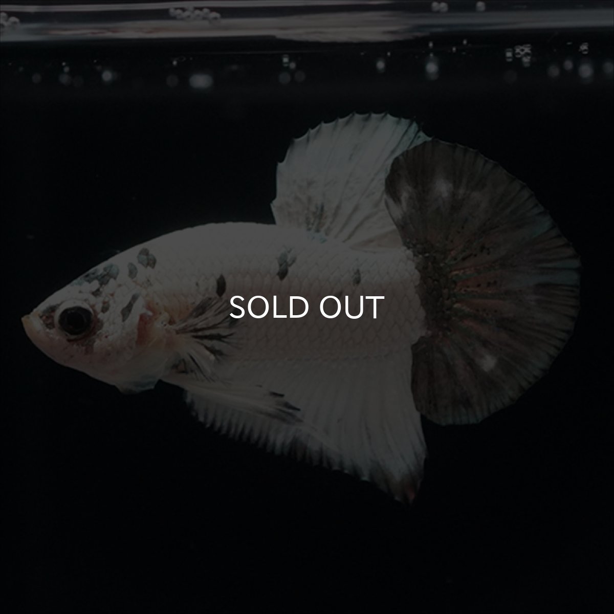 画像9: HMPK　ホワイトカッパーマーブル (9)