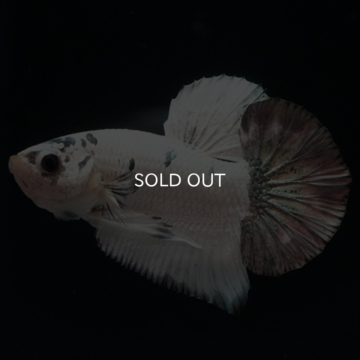 画像4: HMPK　ホワイトカッパーマーブル (4)