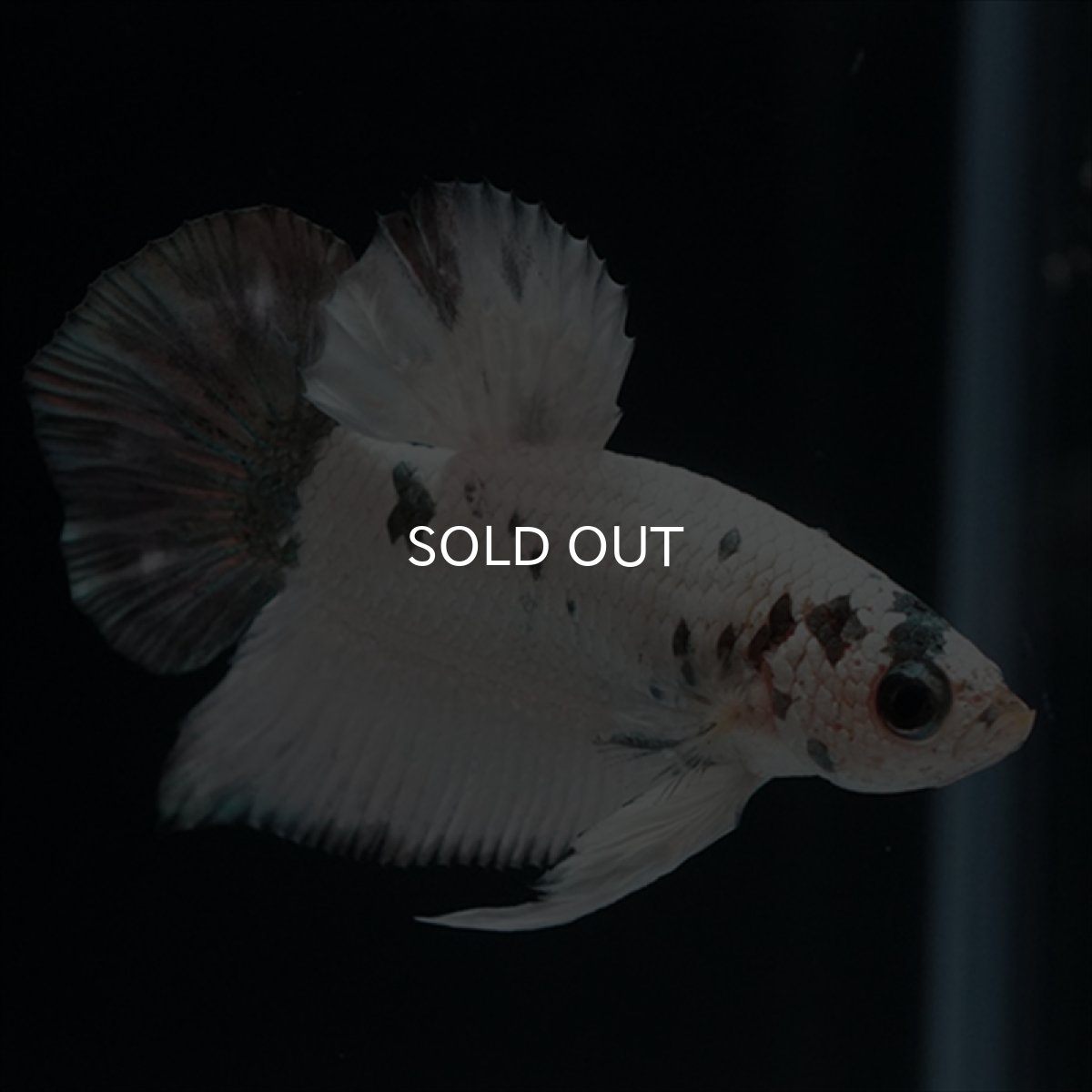 画像8: HMPK　ホワイトカッパーマーブル (8)