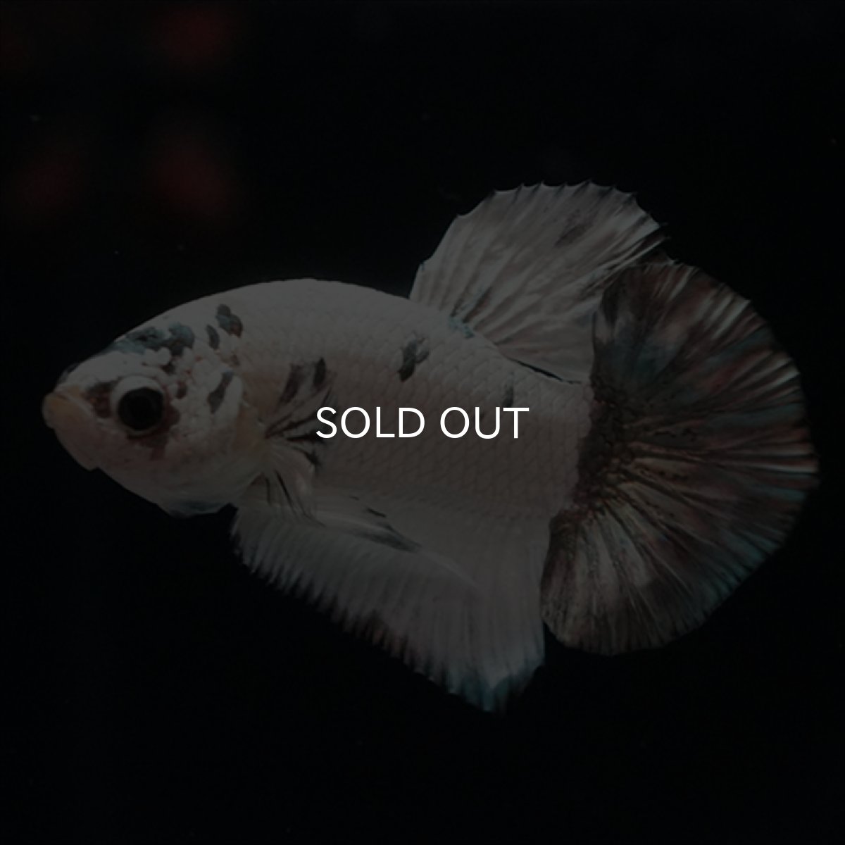 画像7: HMPK　ホワイトカッパーマーブル (7)